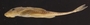 Loricaria gymnogaster lagoichthys 54 mmSL FMNH 42792 lateral B